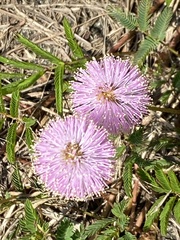 Mimosa strigillosa