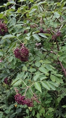 Sambucus