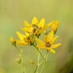 Eristalis stipator