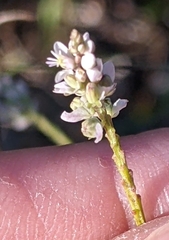 Polygala verticillata