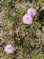 Mimosa strigillosa