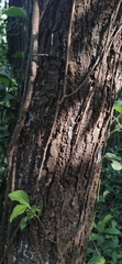Liquidambar formosana