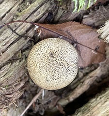 Agaricomycetidae