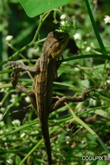 Calotes versicolor