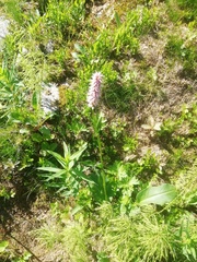 Bistorta officinalis