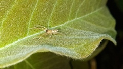 Anyphaenidae