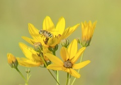 Eristalis stipator