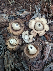 Geastrum triplex