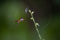Micrathena sagittata