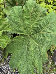 Gunnera manicata