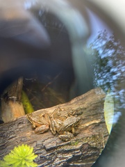 Rana draytonii