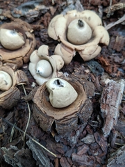 Geastrum triplex