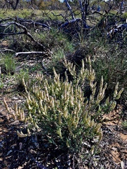 Maireana trichoptera