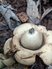 Geastrum triplex