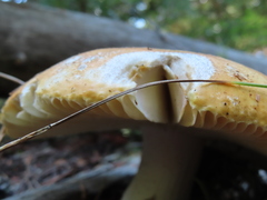 Russula decolorans