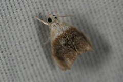 Lipocosmodes fuliginosalis