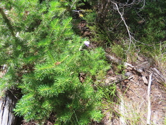Campanula rotundifolia