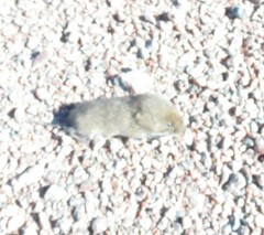 Microtus pennsylvanicus