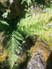 Athyrium filix-femina