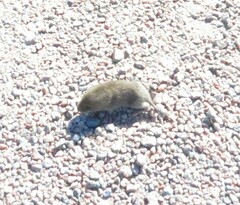 Microtus pennsylvanicus