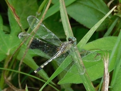 Diplacodes trivialis