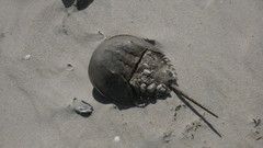 Limulus polyphemus