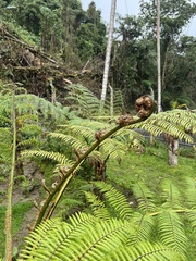 Lophosoria quadripinnata