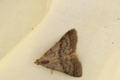 Bleptina caradrinalis