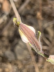 Cordylanthus pilosus pilosus