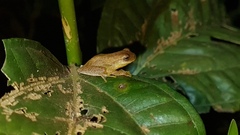 Dendropsophus minutus