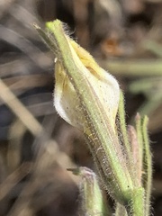 Cordylanthus pilosus pilosus
