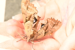 Paonias excaecata