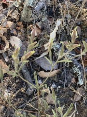 Cordylanthus pilosus pilosus