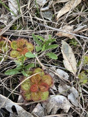 Drosera aberrans