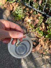 Masticophis lateralis