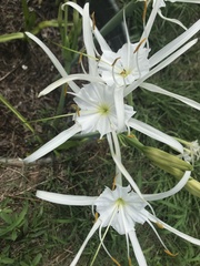 Hymenocallis occidentalis