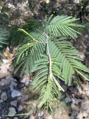 Acacia dealbata