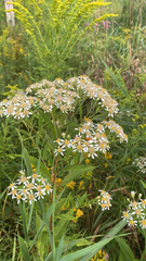 Doellingeria umbellata