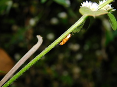 Pteroptyx maipo