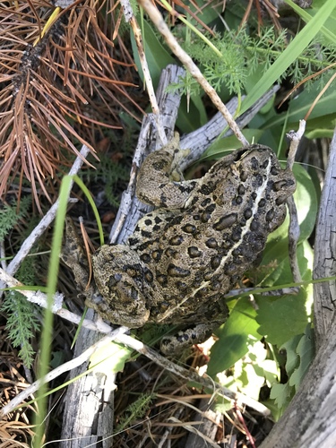 Western Toad photographed in Idaho