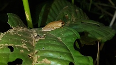 Dendropsophus minutus