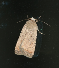 Caradrina