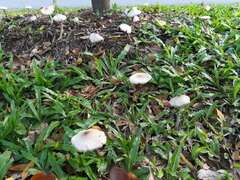 Leucoagaricus meleagris