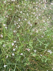 Oenothera lindheimeri