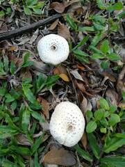 Leucoagaricus meleagris