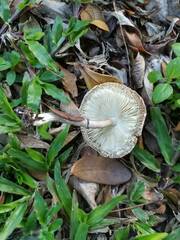 Leucoagaricus meleagris