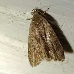 Psilocorsis reflexella