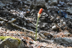 Arum dioscoridis