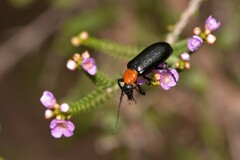 Coleoptera