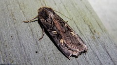 Actebia fennica